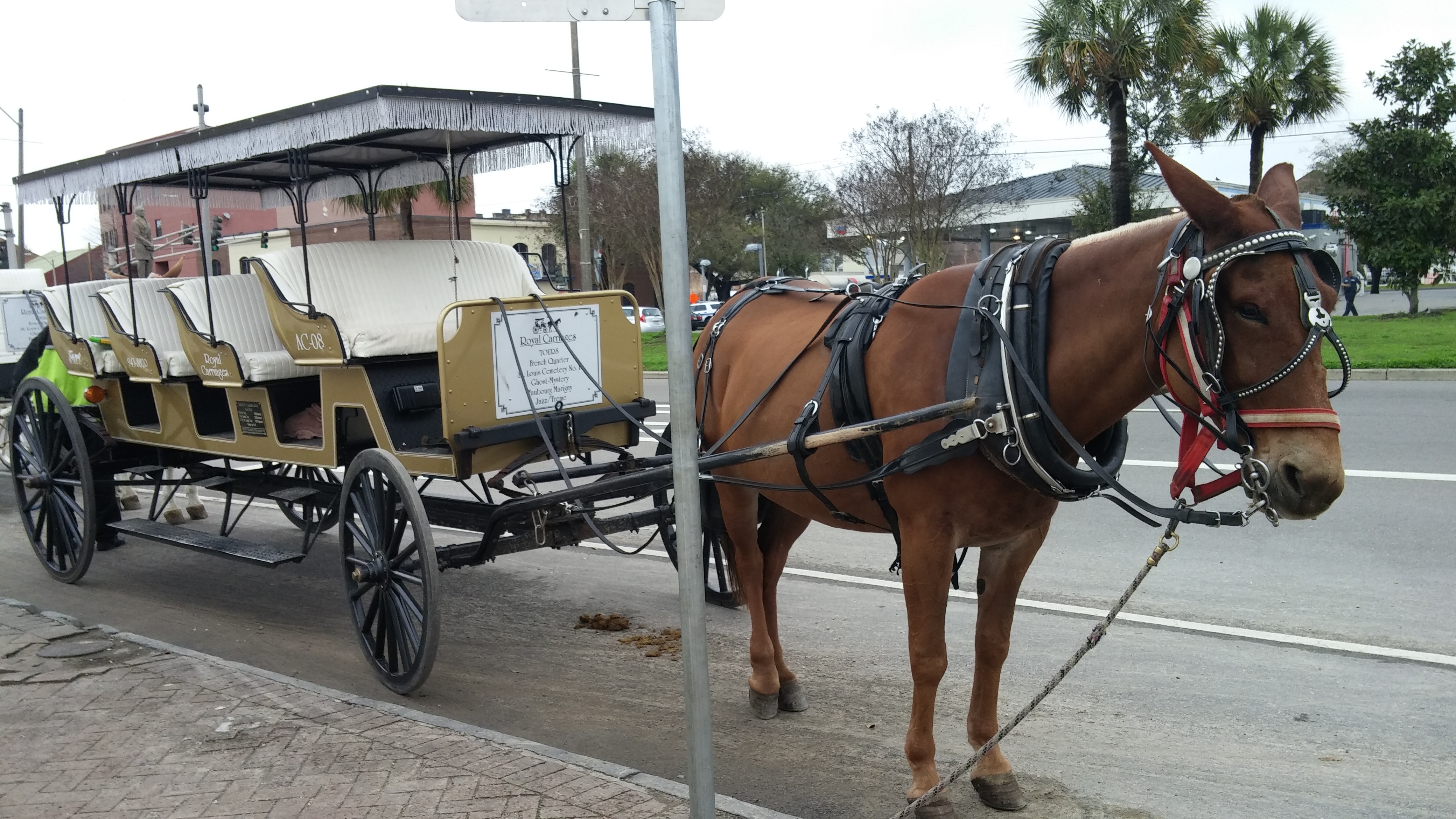 horsebuggy